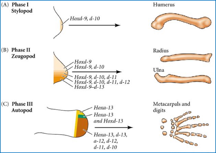 Eg- Hox D Expression in Limb Development