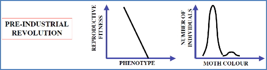 Eg- Light & Dark Moths