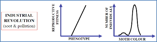 Eg- Light & Dark Moths
