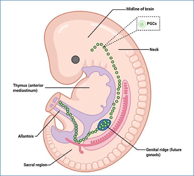 embryonic sexual development