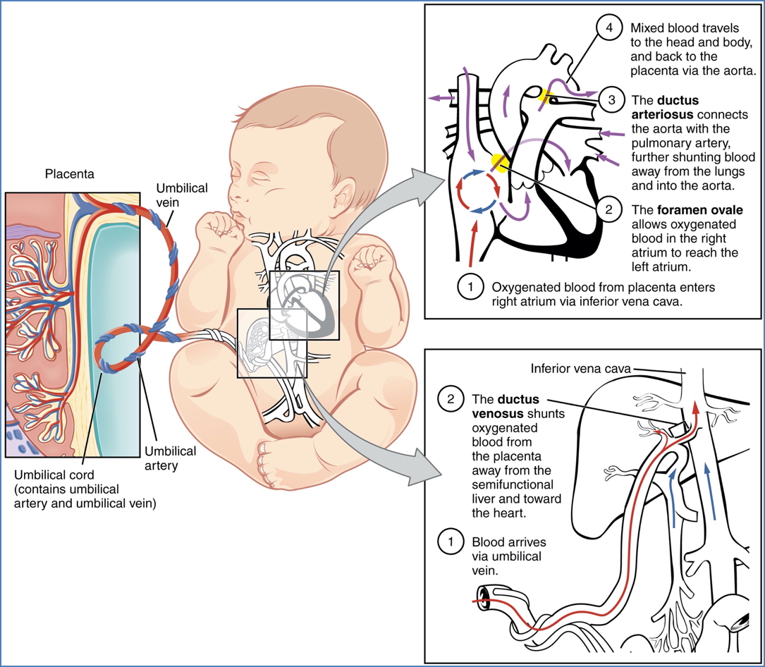 Embryonic Development