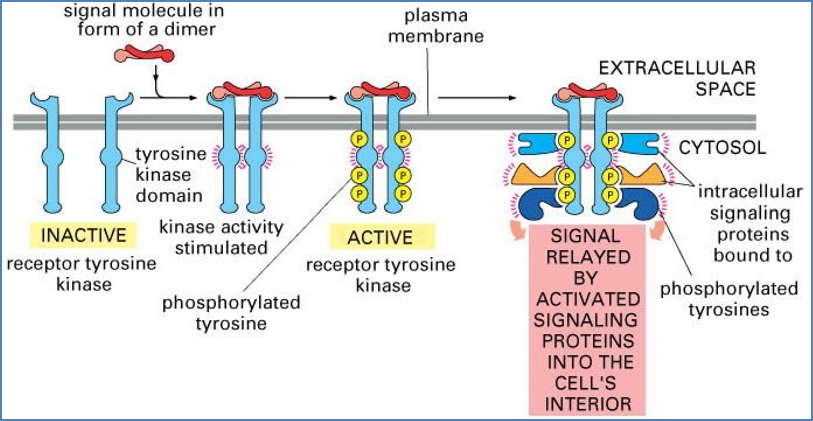 regulation of cell fate: Enzyme-Linked Receptors