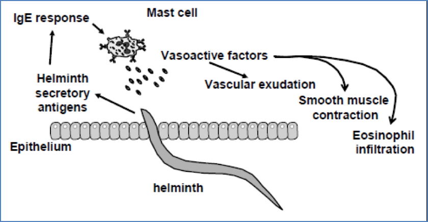 immunity to parasites: Eosinophils have Fc receptors