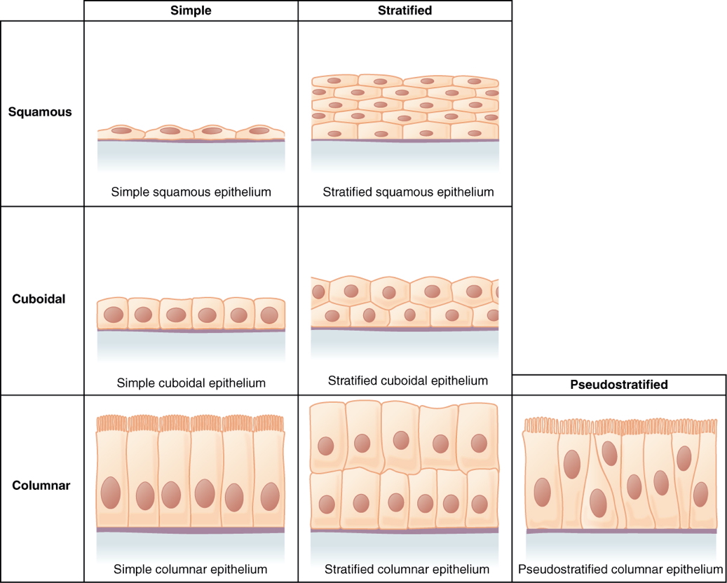 Epithelial Histology