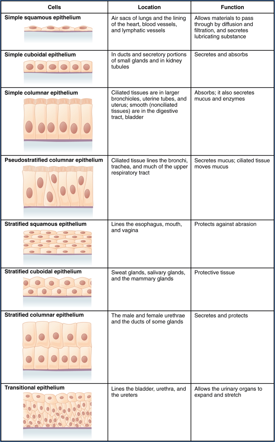 Epithelial Histology