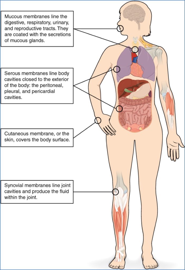 Epithelial Membranes