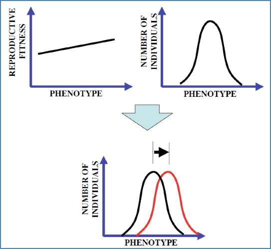 environmental genetics: Evolution By Natural Selection