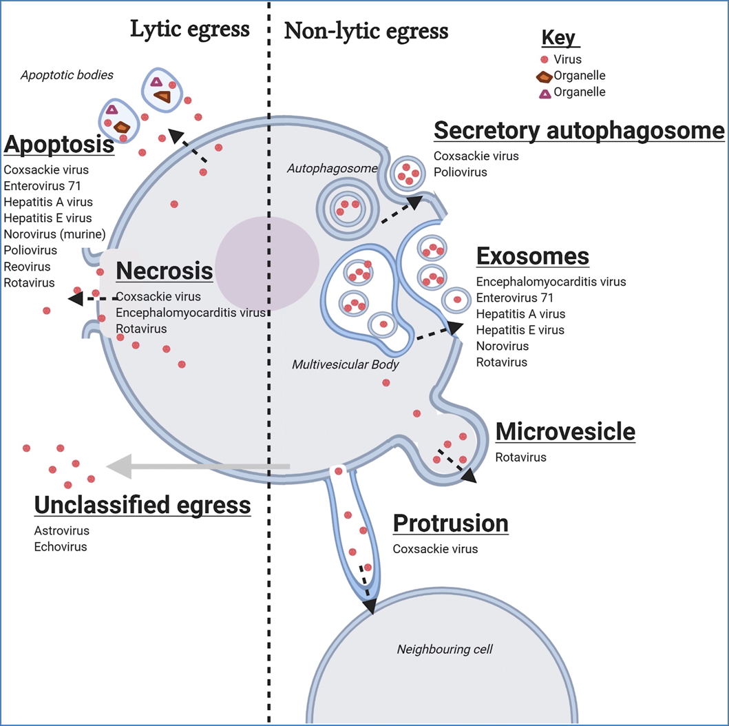 Examples of Shedding Mechanisms