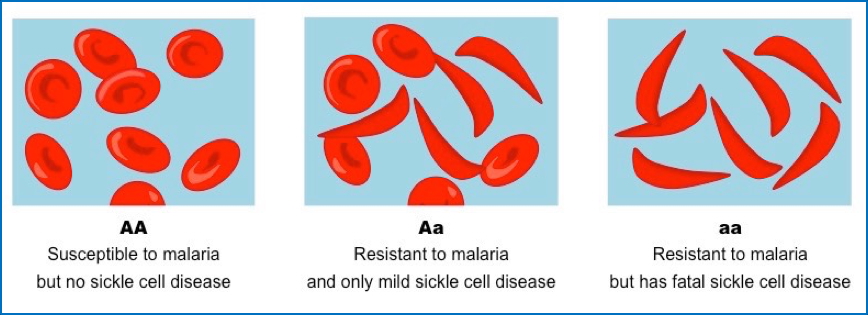 environmental genetics: Exceptions to Hardy Weinberg Equilibrium