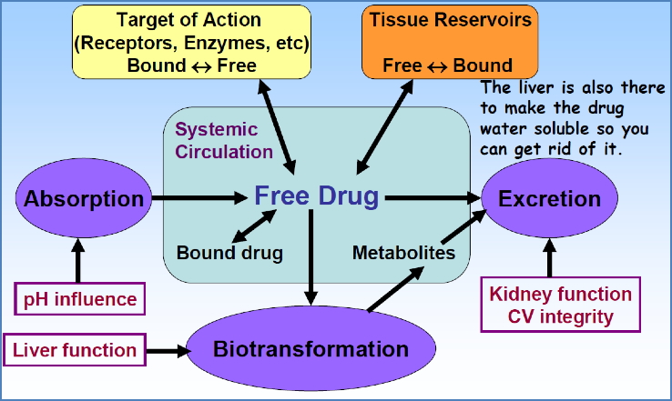 drug administration: Biotransformation