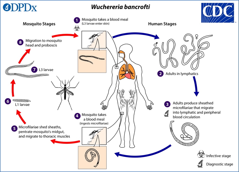 microbiology of parasites: Filarial Nematodes