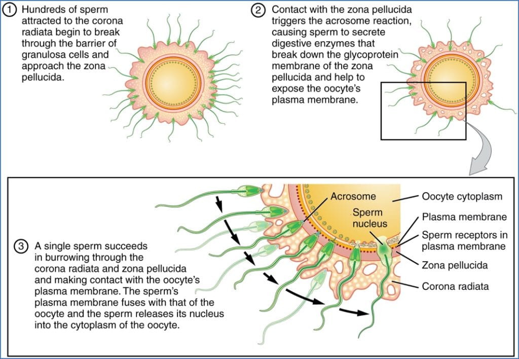 pregnancy: From Egg (Oocyte) to Zygote