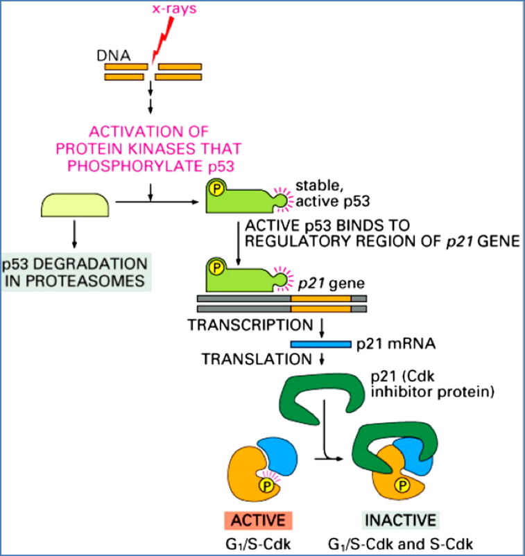 the cell cycle: G1 Checkpoint- DNA damage prevents S-Phase Entry