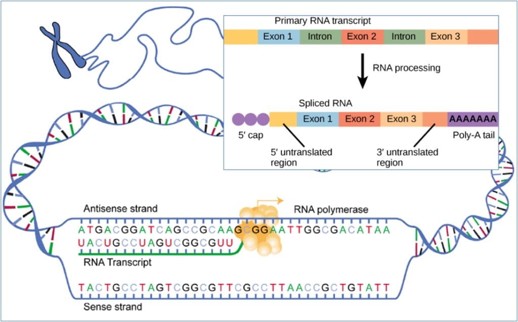 GENE TRANSCRIPTION