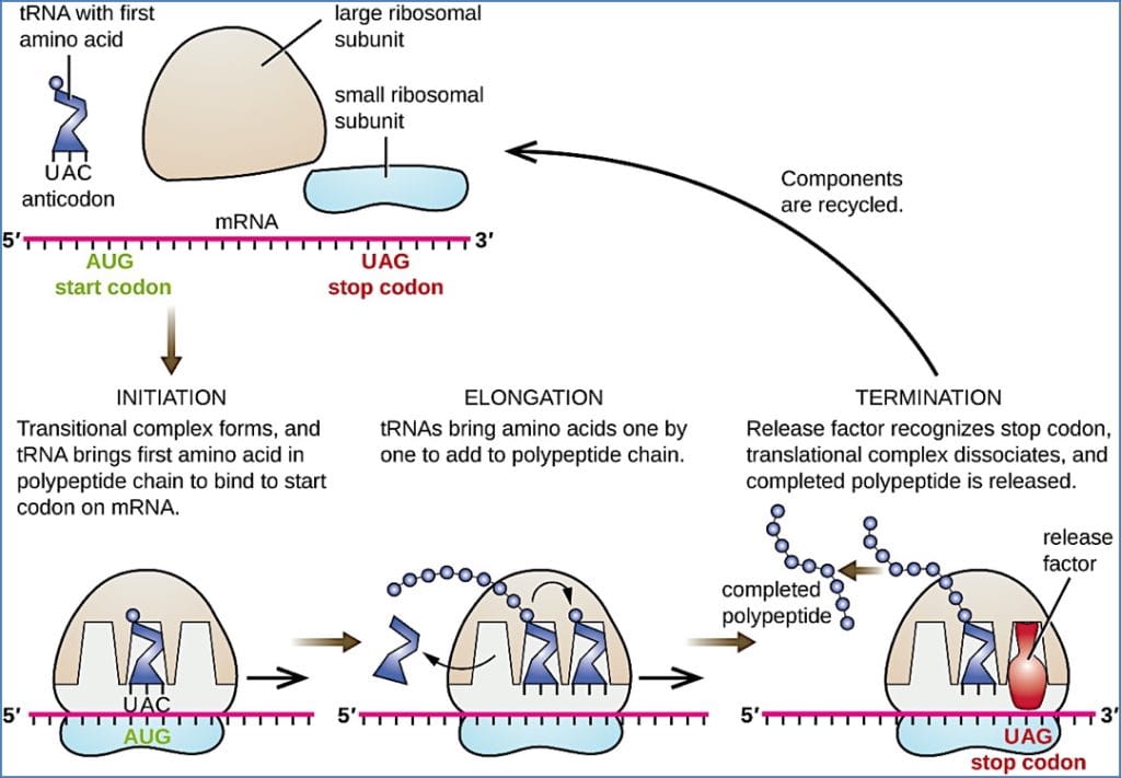 GENE TRANSLATION