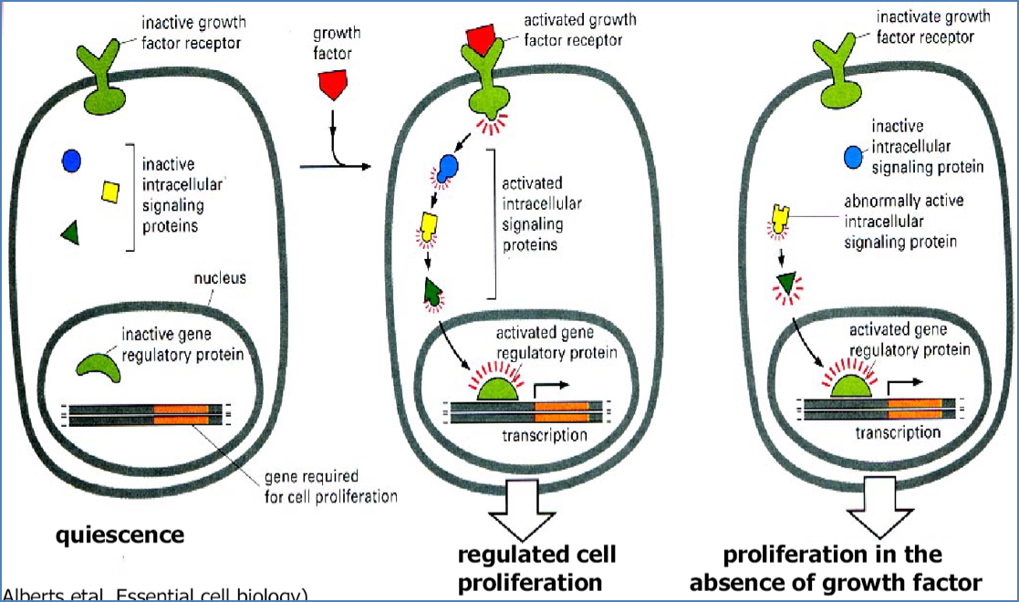 Cell Ageing and Cancer - Gain of Function in a Proto-oncogene