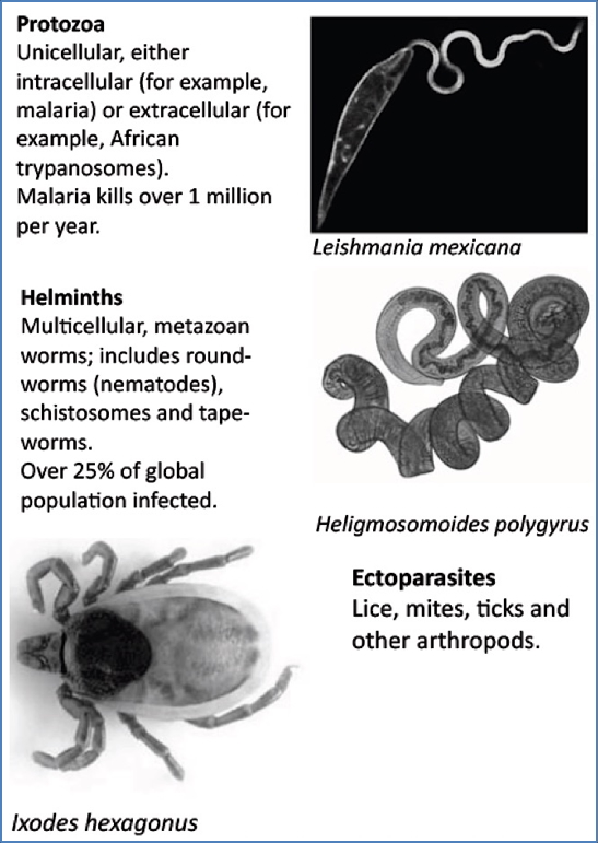 General Features of parasites