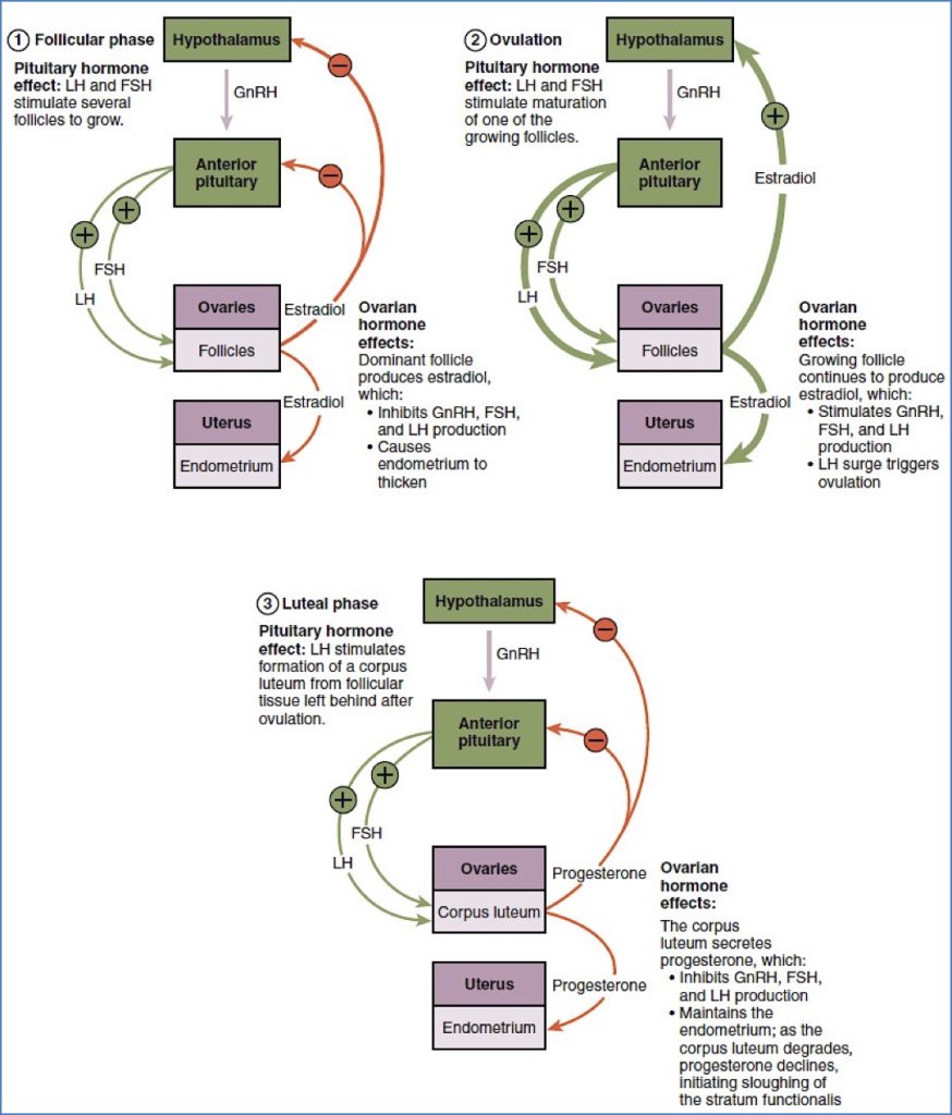 General MOAs of Hormonal Contraceptives