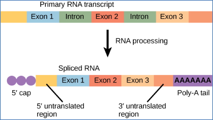 DNA To Proteins
