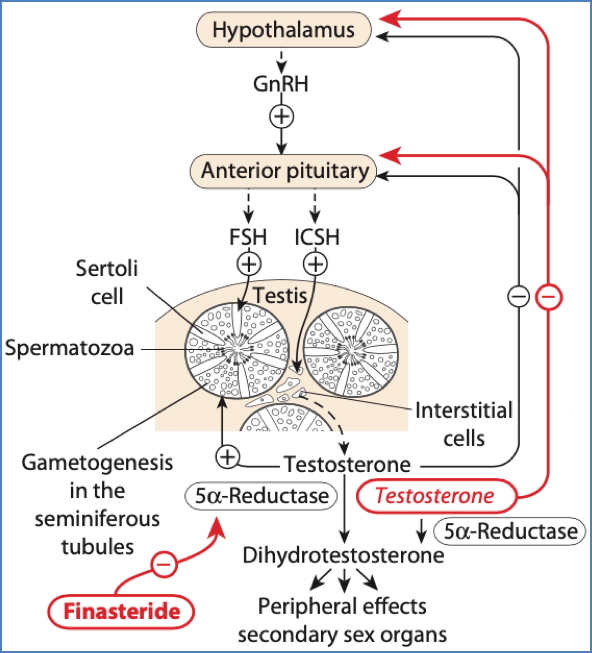 GnRH-Receptor Agonists