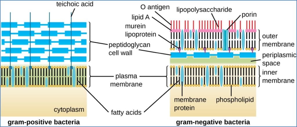 Gram Stain