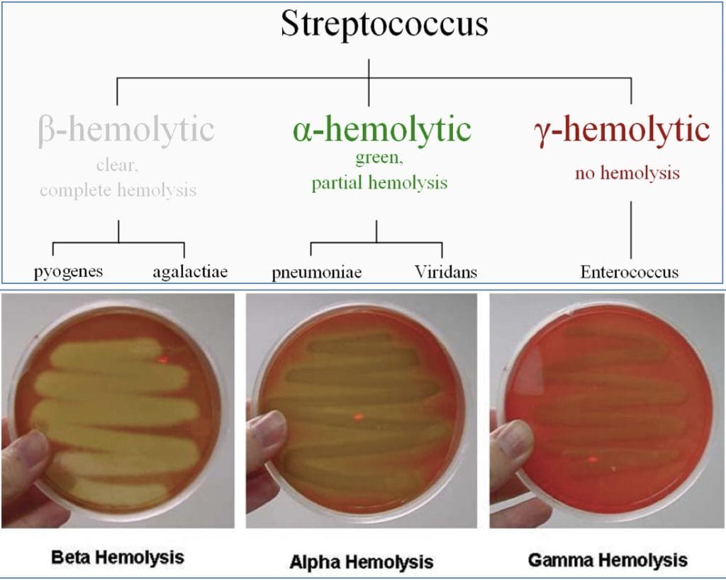 Streptococcus Bacteria