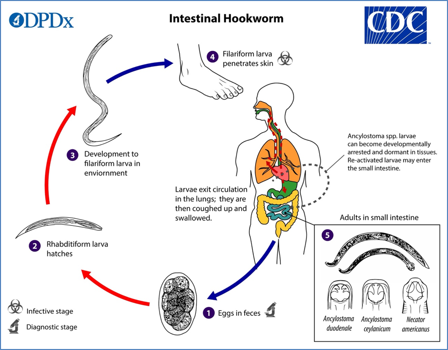 soil transmitted helminths: HOOKWORM