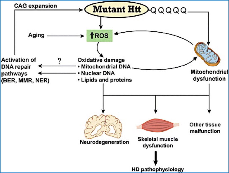 HUNTINGTONS DISEASE