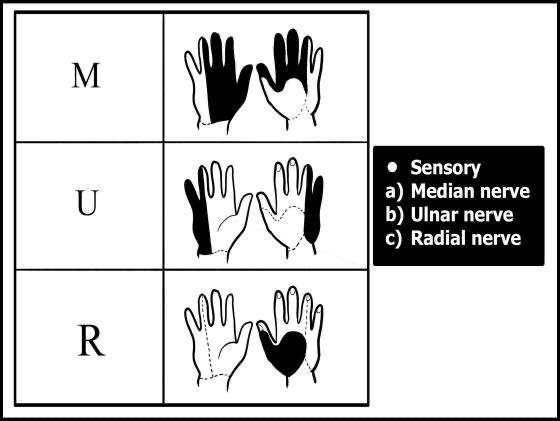 Hand dermatomes