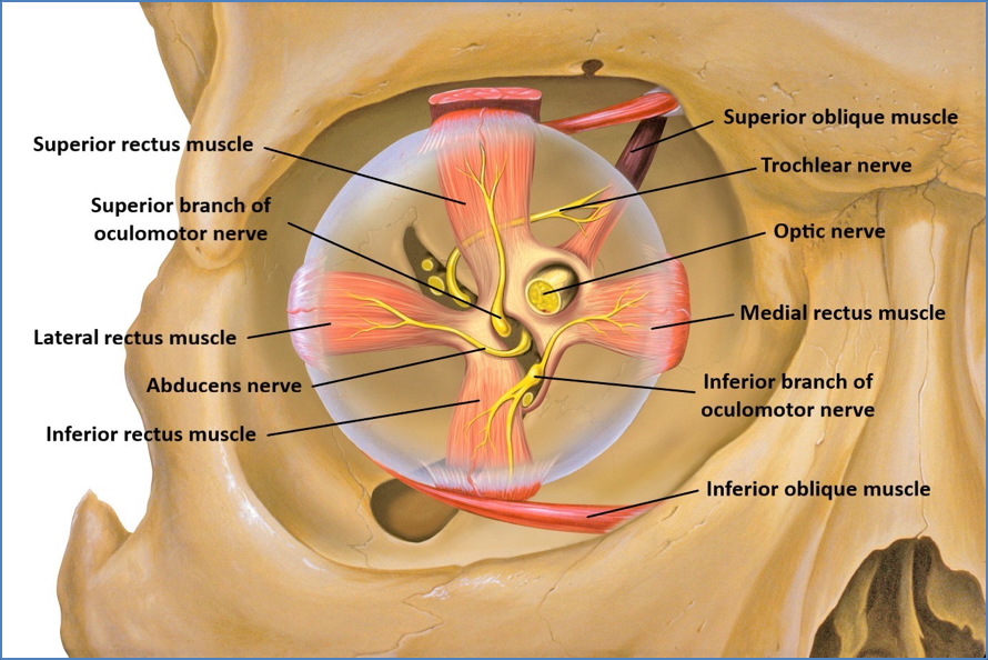 III - Oculomotor, IV - Trochlear & VI - Abducens