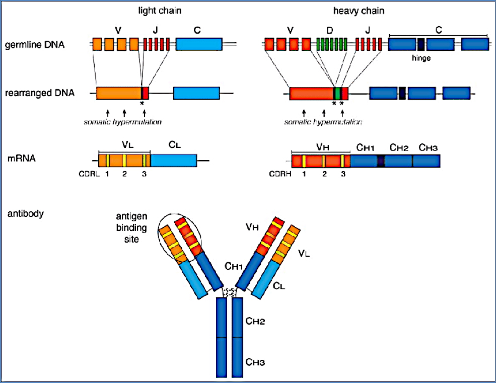 antibodies: Ig-Gene Rearrangement