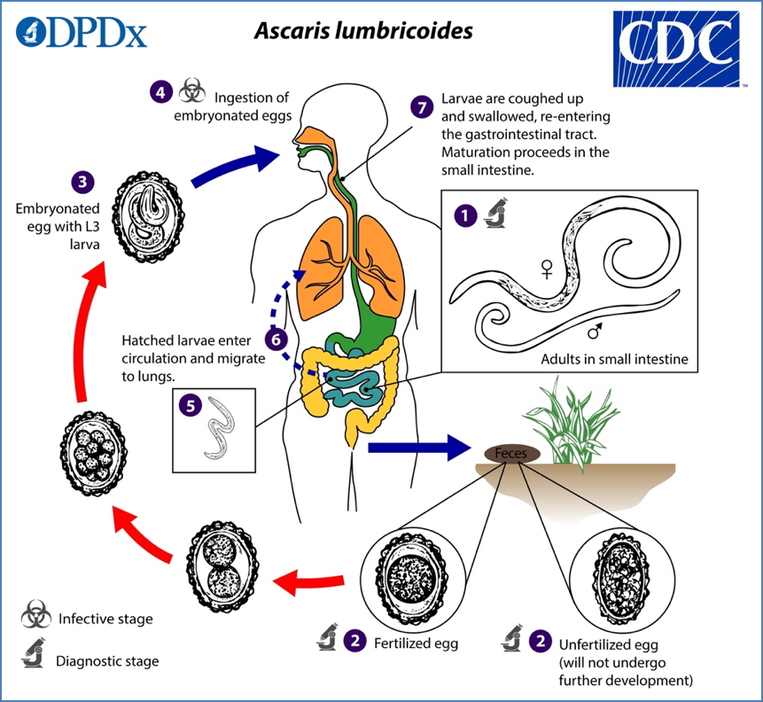 microbiology of parasites: Intestinal Nematodes