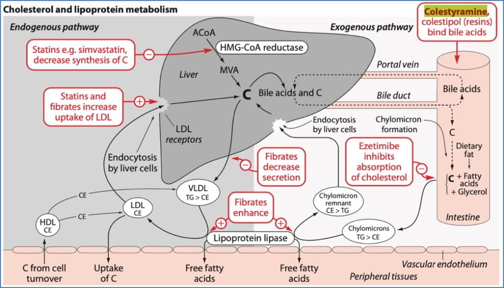 lipid lowering drugs: Ion Exchange Resins