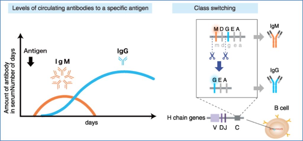 Isotype Switching