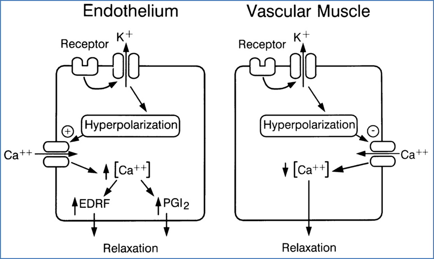 ischaemic heart disease drugs: K Channel Activators