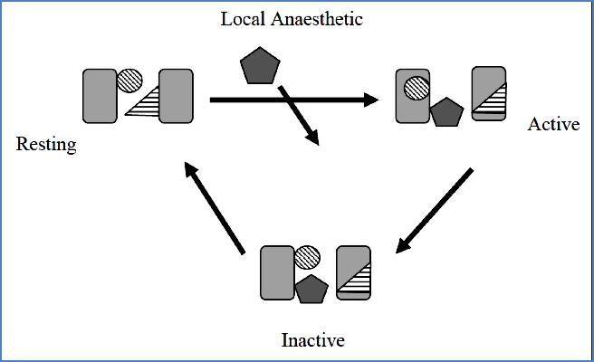 Local Anaesthetics
