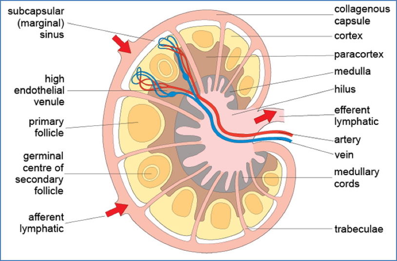 lymphoid organs: Lymph Nodes