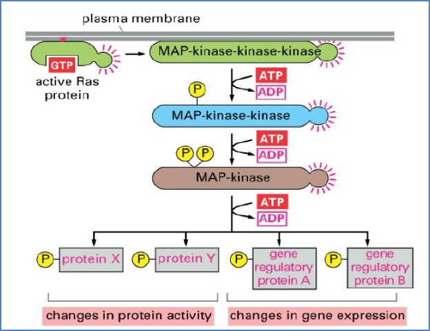 regulation of cell fate: MAP-Kinase cascade