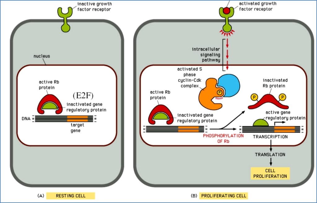 MAP-Kinase cascade