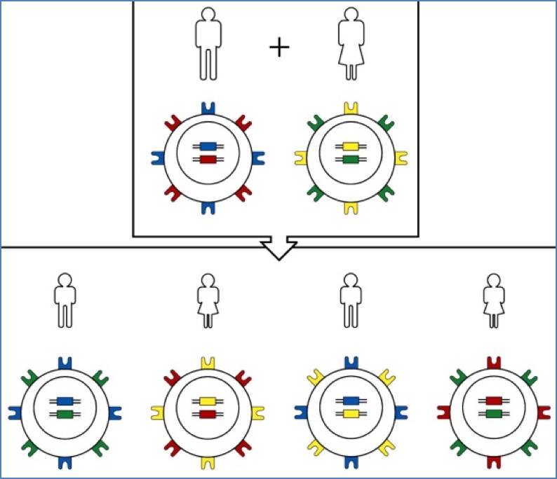 MHCs Are Remarkably Similar Amongst 1st-Degree Relatives
