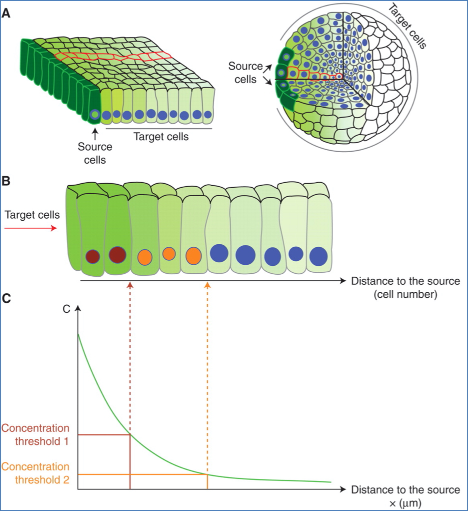 genetics of development: MORPHOGENS
