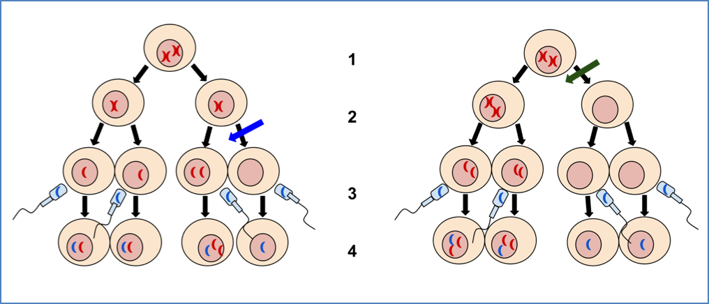 Main Causes of Abnormal Karyotypes