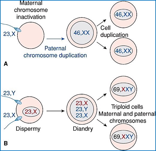 Main Causes of Abnormal Karyotypes