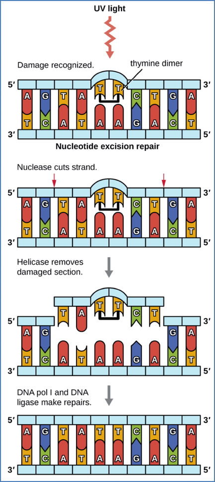 Main Causes of Abnormal Karyotypes