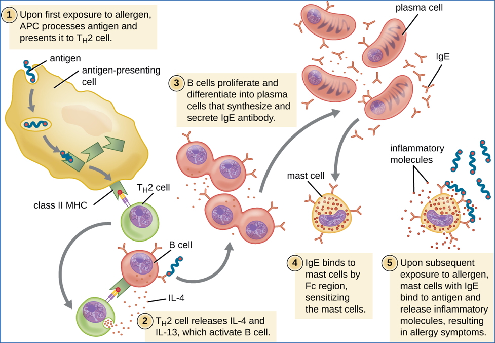 Type 1 Hypersensitivity Mechanism