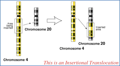 Mechanisms of Chromosomal Errors