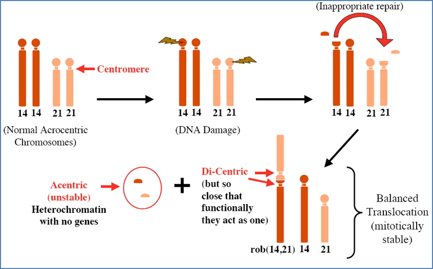 Mechanisms of Chromosomal Errors