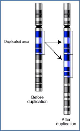 Mechanisms of Chromosomal Errors