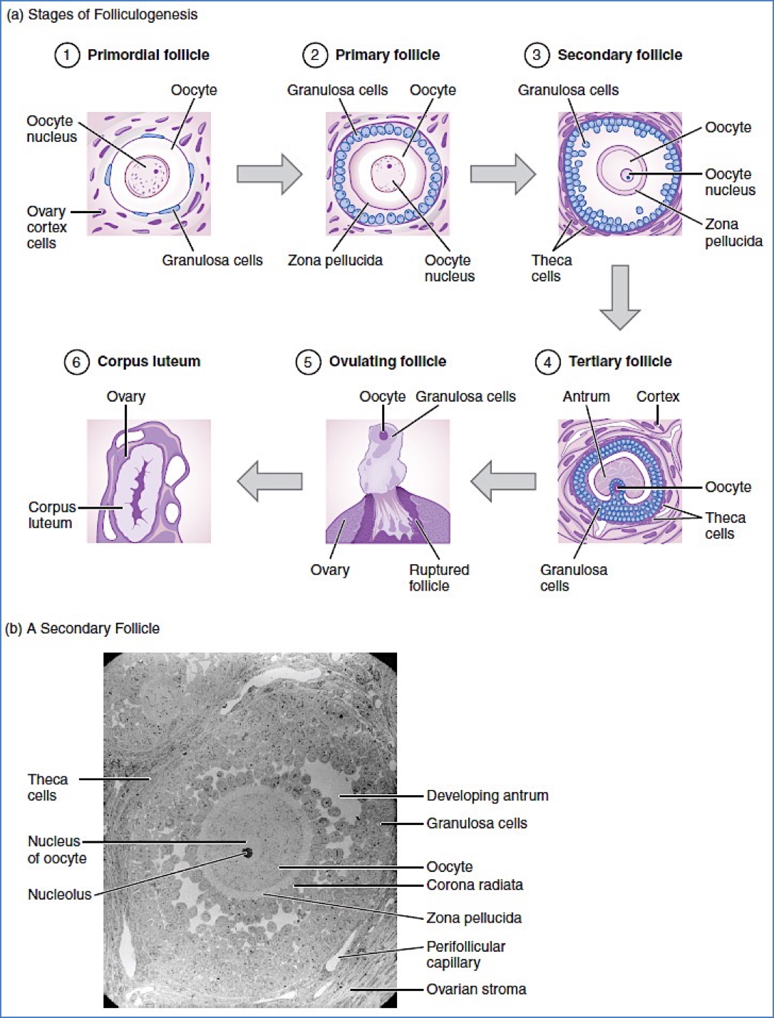 Meiosis