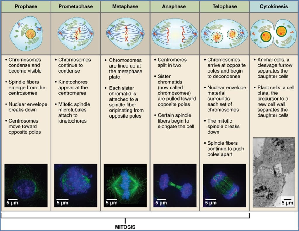 the cell cycle: Mitosis